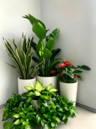 慈溪绿植租摆摆放技巧-余姚绿植租赁商家-镇海室内花木出租-海曙花卉租摆行业